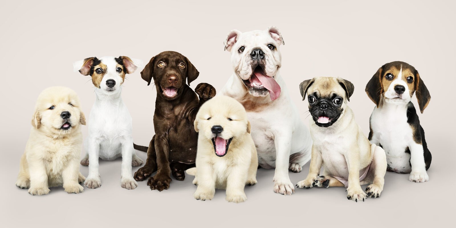Sieben Welpen verschiedener Hunderassen nebeneinander — Golden Retriever, Jack Russell, Labrador, Bulldogge, Mops und Beagle